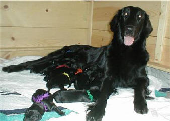 tori and pups 10-13-03